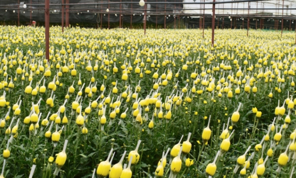 Lâm Đồng cần tiêu thụ hơn 100 triệu cành hoa bị ảnh hưởng Covid-19