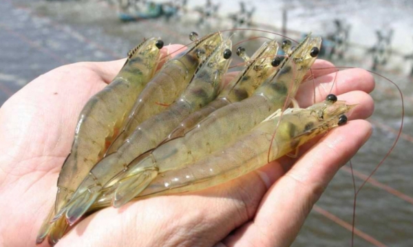 Russia becomes one of Vietnam's 10 biggest shrimp importers