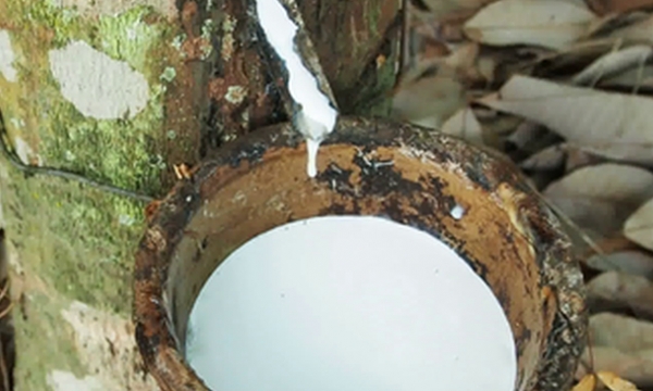 Vietnamese rubber sees marketshare surging in China