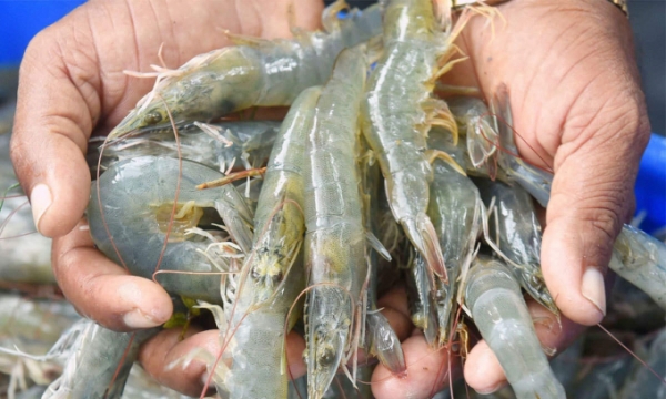 Shrimp exports reach US$ 2.8 billion
