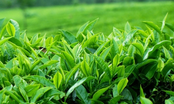 Imports of Vietnamese tea account for 2.4% of the worldwide market share