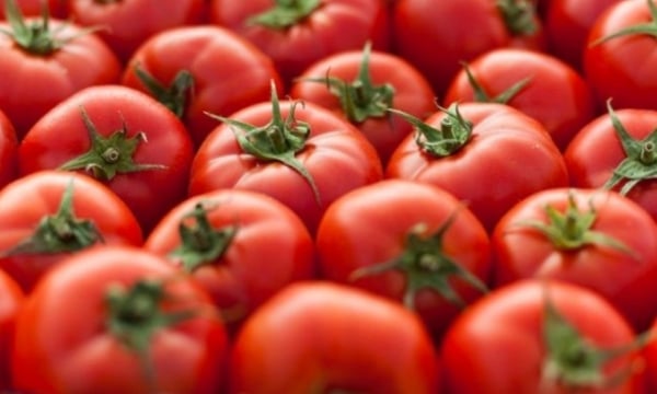 Cà chua chỉnh sửa gen được kinh doanh ở Nhật, giá 500.000 đồng/kg