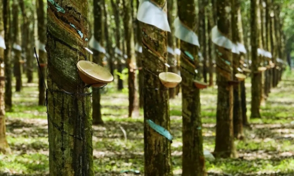 Vietnam's rubber exports to China reach US$ 1.5 billion