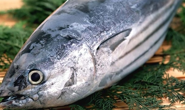 Tuna exports to Australia show a three-digit increase