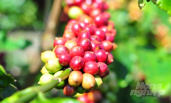 Coffee exports resurgence