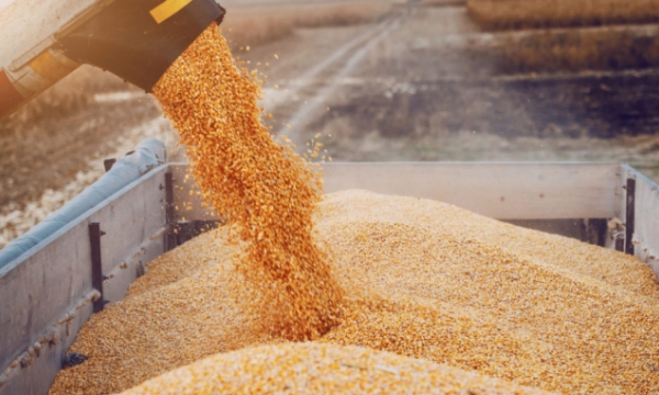Russia-Ukraine conflict will heat up Vietnamese corn market