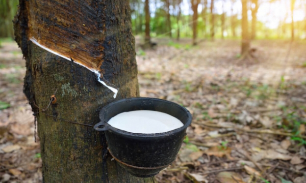 Vietnam is the third largest supplier of rubber to India