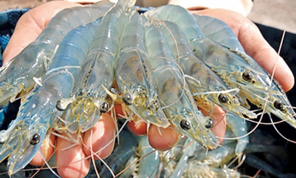 Vietnam’s shrimp exports to China expected to increase sharply