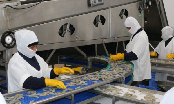 Trung Quốc đình chỉ nhập khẩu tôm từ 3 công ty Ecuador do virus corona