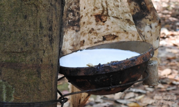 Natural rubber market projected to be optimistic this year