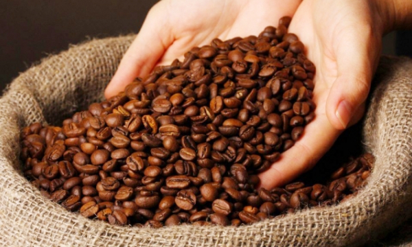 Bỉ trở thành thị trường lớn thứ 2 của cà phê Việt Nam