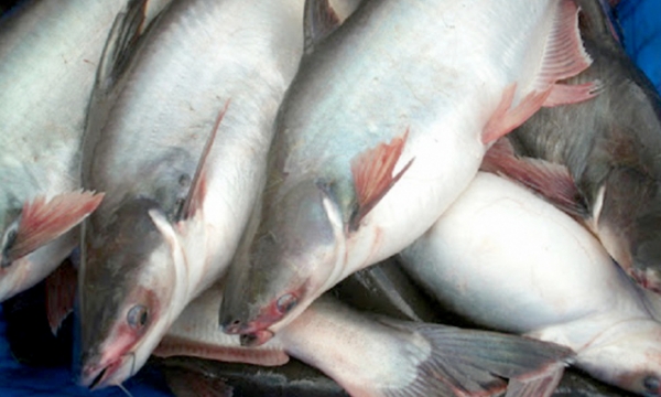 Cá tra Việt Nam chiếm dần thị phần của cá thịt trắng khác ở Canada