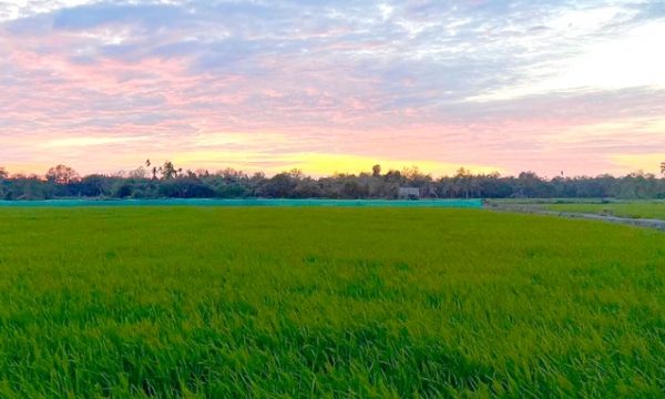 Đồng Nai chuyển gần 2.000 đất lúa sang cây trồng khác