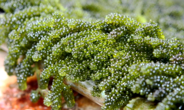 ADB sponsors climate-adaptive Asian seabass and seaweed farming