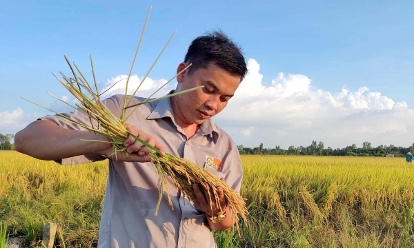 Implement the 1 million-ha high-quality rice project beginning with the winter-spring harvest