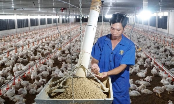Science and technology help Vietnam's livestock industry accelerate