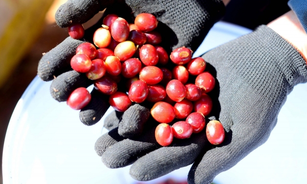 Xuất khẩu cà phê đạt kỷ lục mới về giá trị
