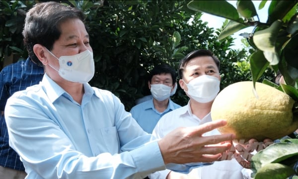 Replanting citrus trees in Hoa Binh for the 2021-2025 period