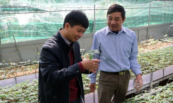 Thử nghiệm trồng sâm Lai Châu dưới tán rừng