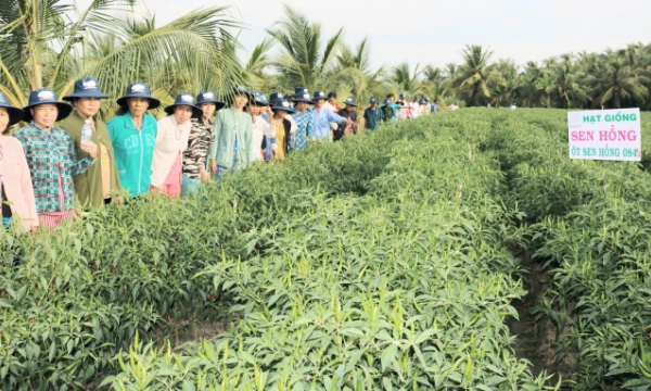 Tiền Giang: Nông dân khấm khá nhờ mô hình trồng ớt