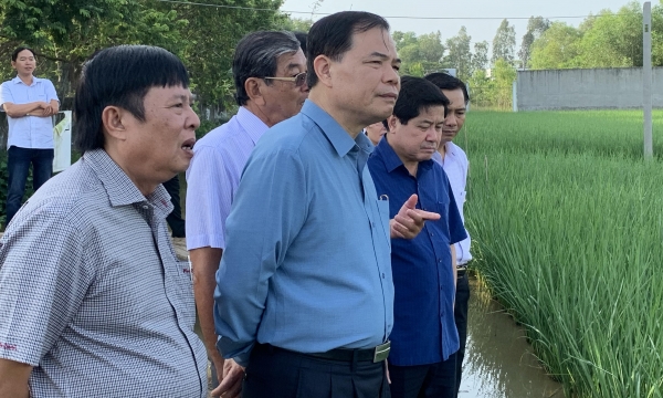 Bộ trưởng Nguyễn Xuân Cường thăm cánh đồng lúa ST25 tại Sóc Trăng