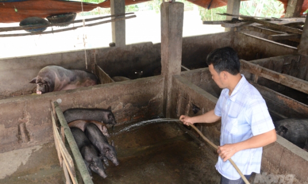 Tuyên Quang: Nuôi lợn Mán bán giá cao