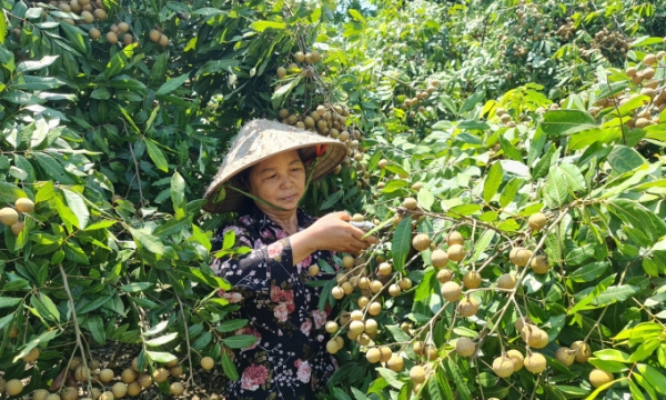 Unwilling to harvest longan due to price reduction and hike labour cost