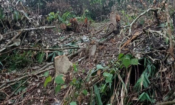 Nghệ An: Máu rừng lại tuôn, hàng trăm cây bị đốn hạ