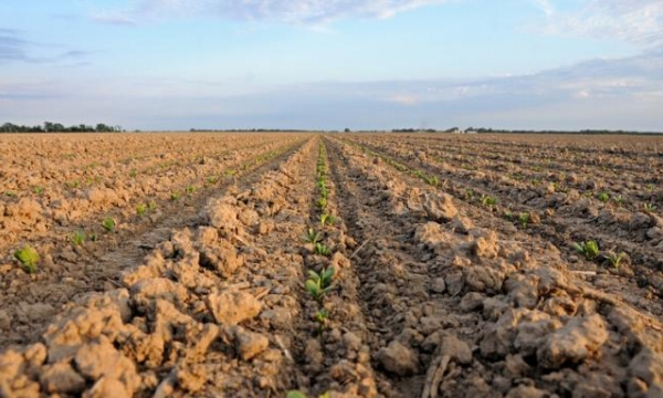 4 bệnh cần theo dõi khi trồng đậu tương