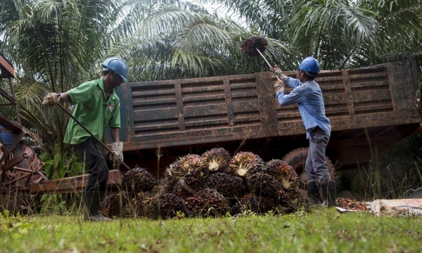 Thiếu hụt lao động đe dọa 'sức khỏe' ngành dầu cọ Malaysia