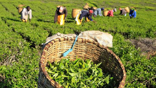 India's tea output drops in 2020, lifts prices to a record high