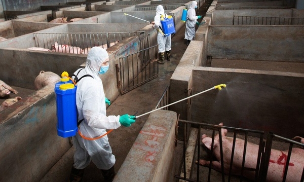 Chinese researchers find natural mutation in African swine fever virus