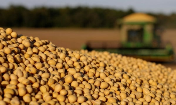 Giá đậu tương tăng khi nguồn cung ở Nam Mỹ ảnh hưởng nặng vì thời tiết