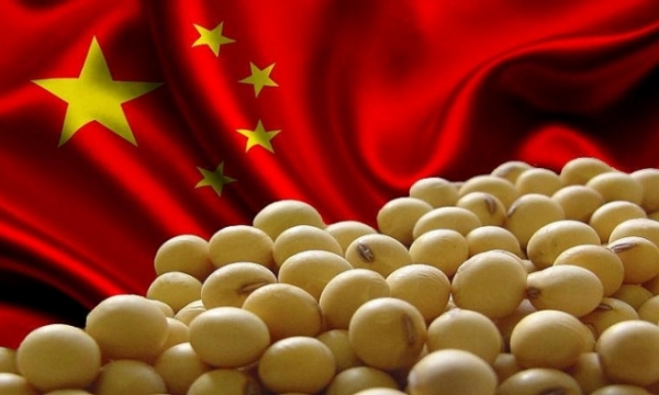 Nhập khẩu đậu tương của Trung Quốc giảm nhẹ trong hai tháng đầu năm