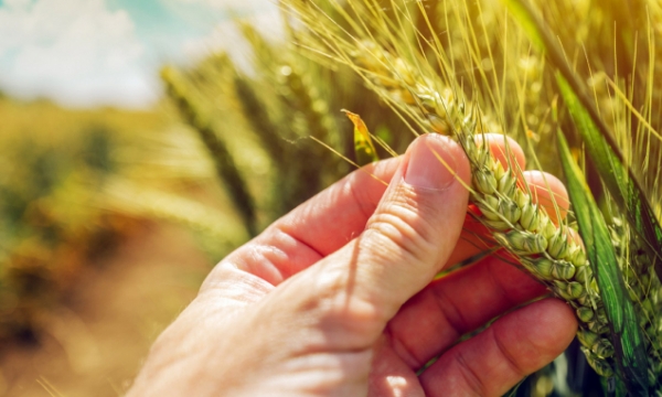 Argentine wheat planting facing pressure from rival barley, politics