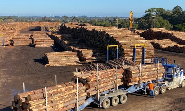 Trung Quốc phớt lờ yêu cầu nối lại xuất khẩu gỗ tròn của Úc