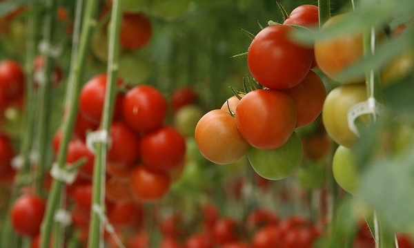 UAE agritech start-up raises $50 million in bonds to grow tomatoes in the desert