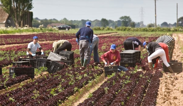 Hậu Brexit: Lao động nông trại nhập cư gặp nguy cơ trở thành nô lệ
