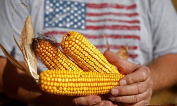 Nông dân Mỹ trồng ngô với diện tích lớn bất chấp đậu tương tăng giá