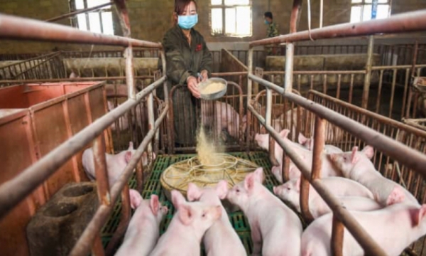 Trung Quốc thay đổi công thức sản xuất thức ăn chăn nuôi