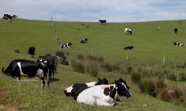 New Zealand cho bò uống cocktail để giảm lượng khí mê-tan