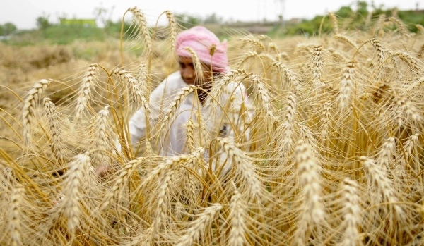 Ấn Độ xuất khẩu gạo và lúa mì đạt mức cao kỷ lục