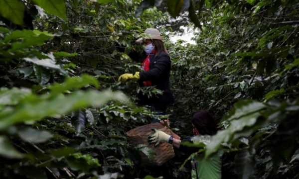 Severe drought in Brazil puts world’s oranges, coffee at risk