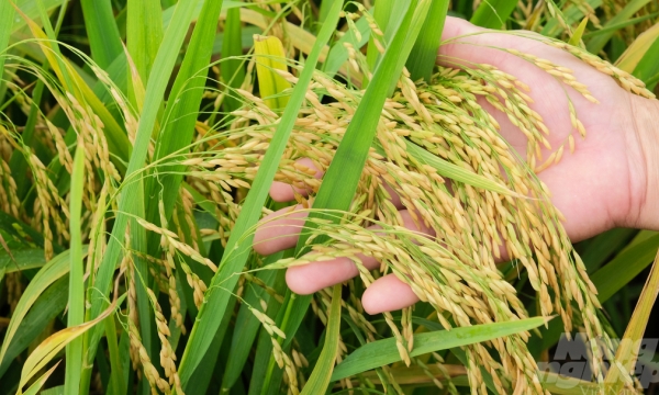 Farmers enjoy bumper Winter-Spring rice crop