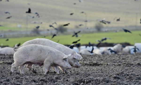 Bắc Ireland 'vật lộn' với chất thải chăn nuôi