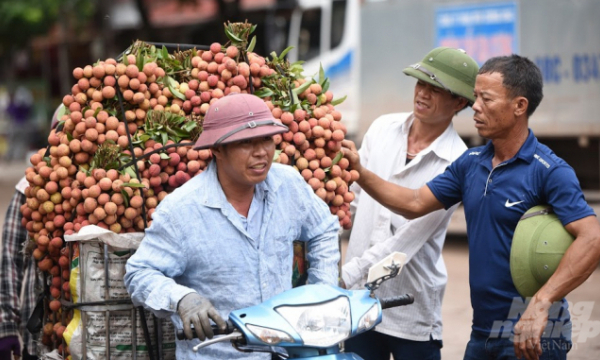 Bac Giang focuses on exporting Thieu lychee to China