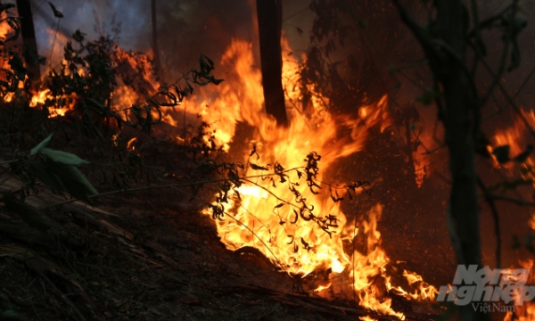 Urgent things to do to prevent and minimize damage caused by forest fire