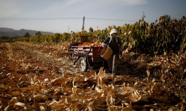 Nông dân Trung Quốc đổ xô trồng ngô vì lợi nhuận cao