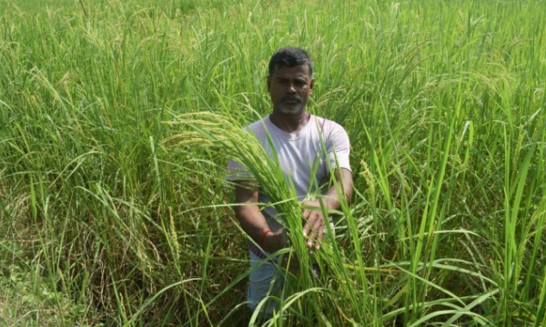 Bangladesh tìm ra giống lúa chống chịu mặn, bão