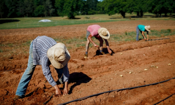 Kinh nghiệm từ Mỹ: Xây dựng trang trại lân cận phục vụ toàn bộ đô thị